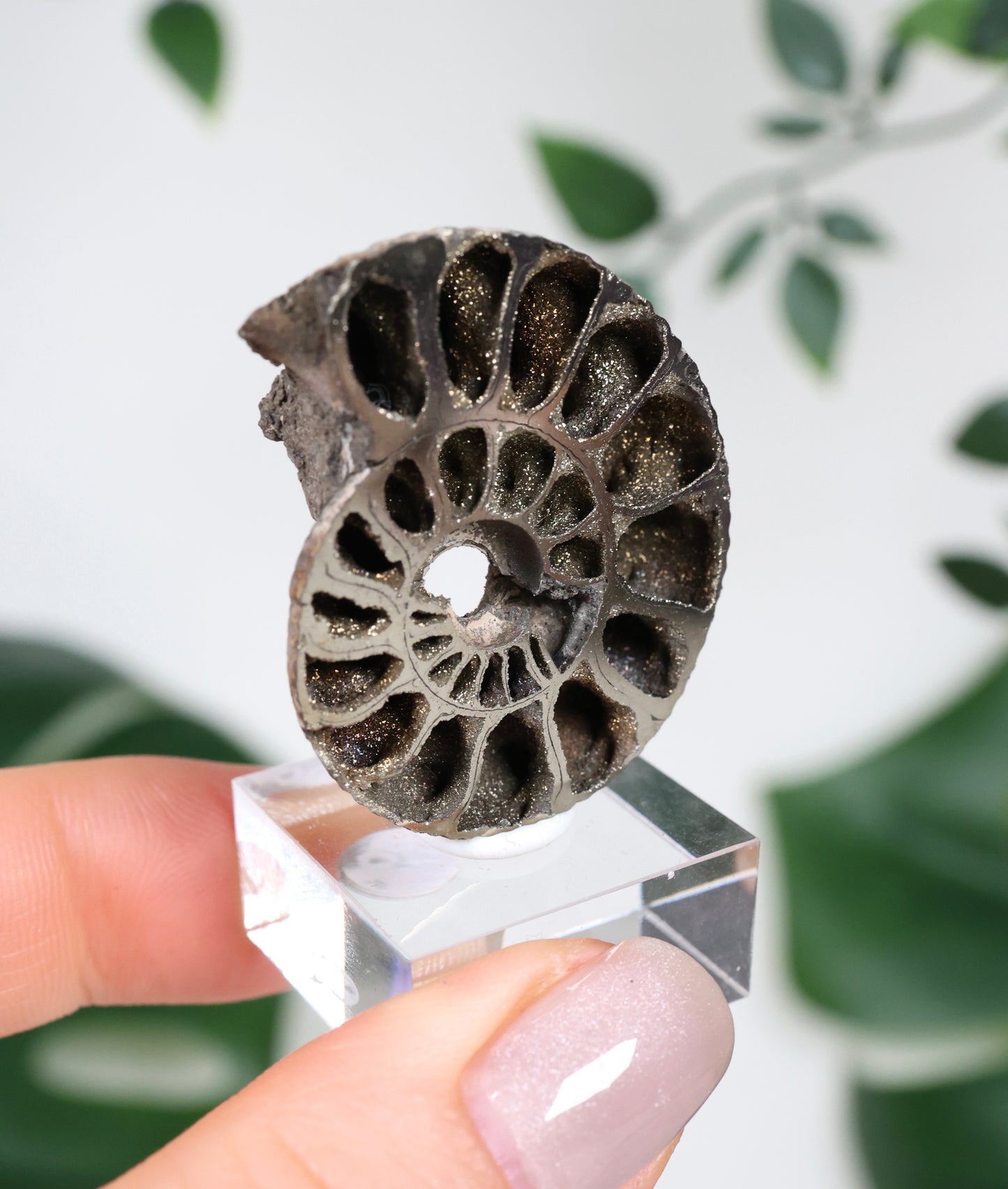 Pyritisierte Ammonite x Chalkopyrit Nr.90PA
