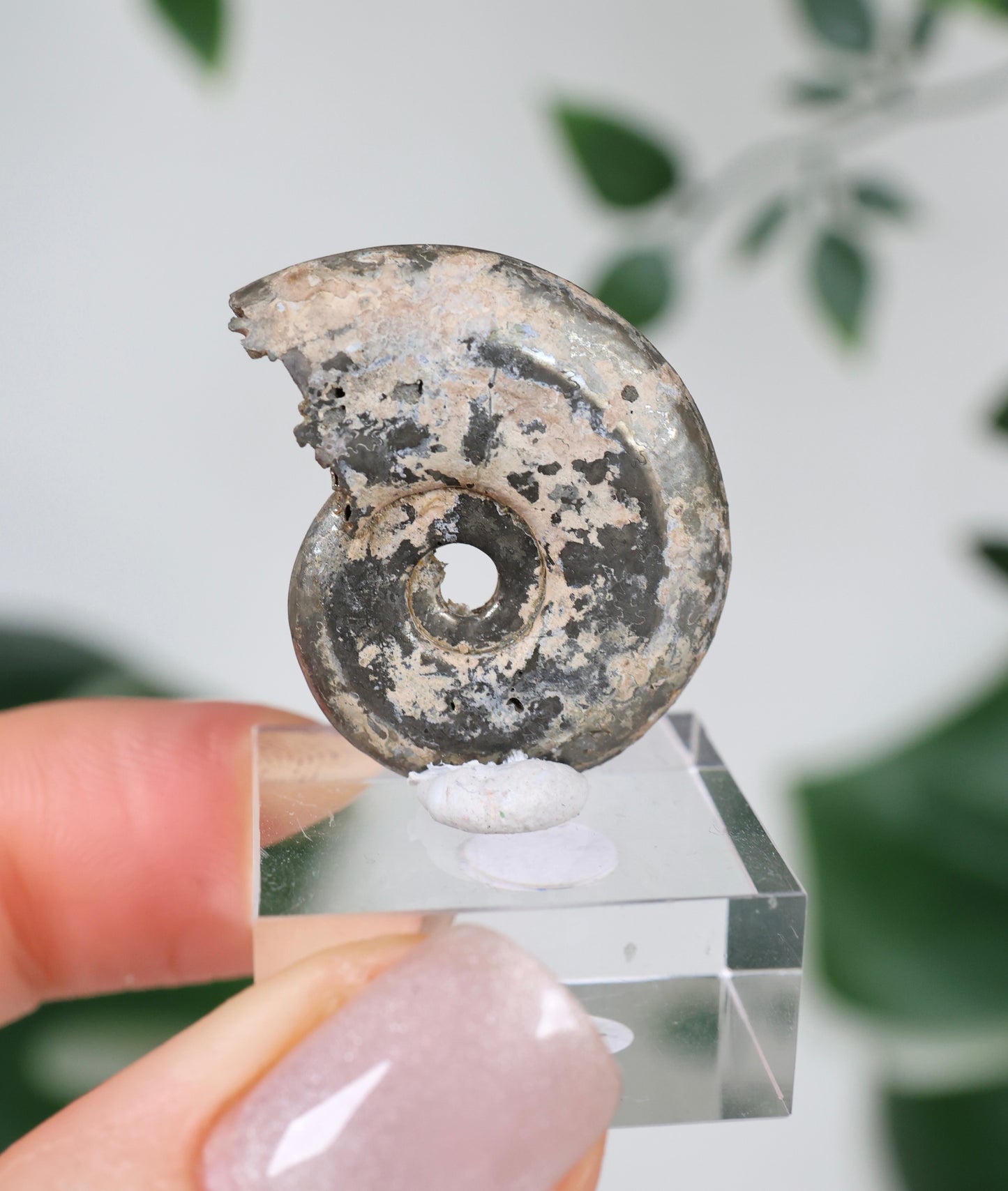 Pyritisierte Ammonite x Chalkopyrit Nr.57PR