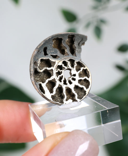 Pyritisierte Ammonite x Chalkopyrit Nr.57PR