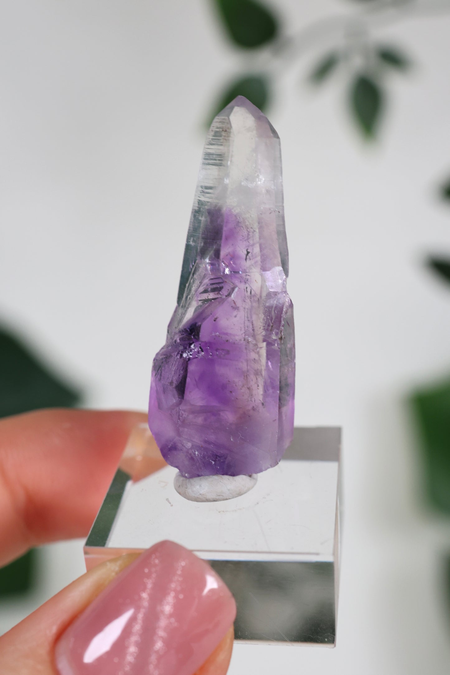 Guerrero Amethyst Oldstock S- Auswahl