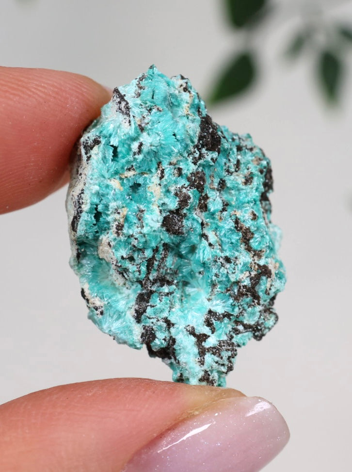 Aurichalcite - Auswahl