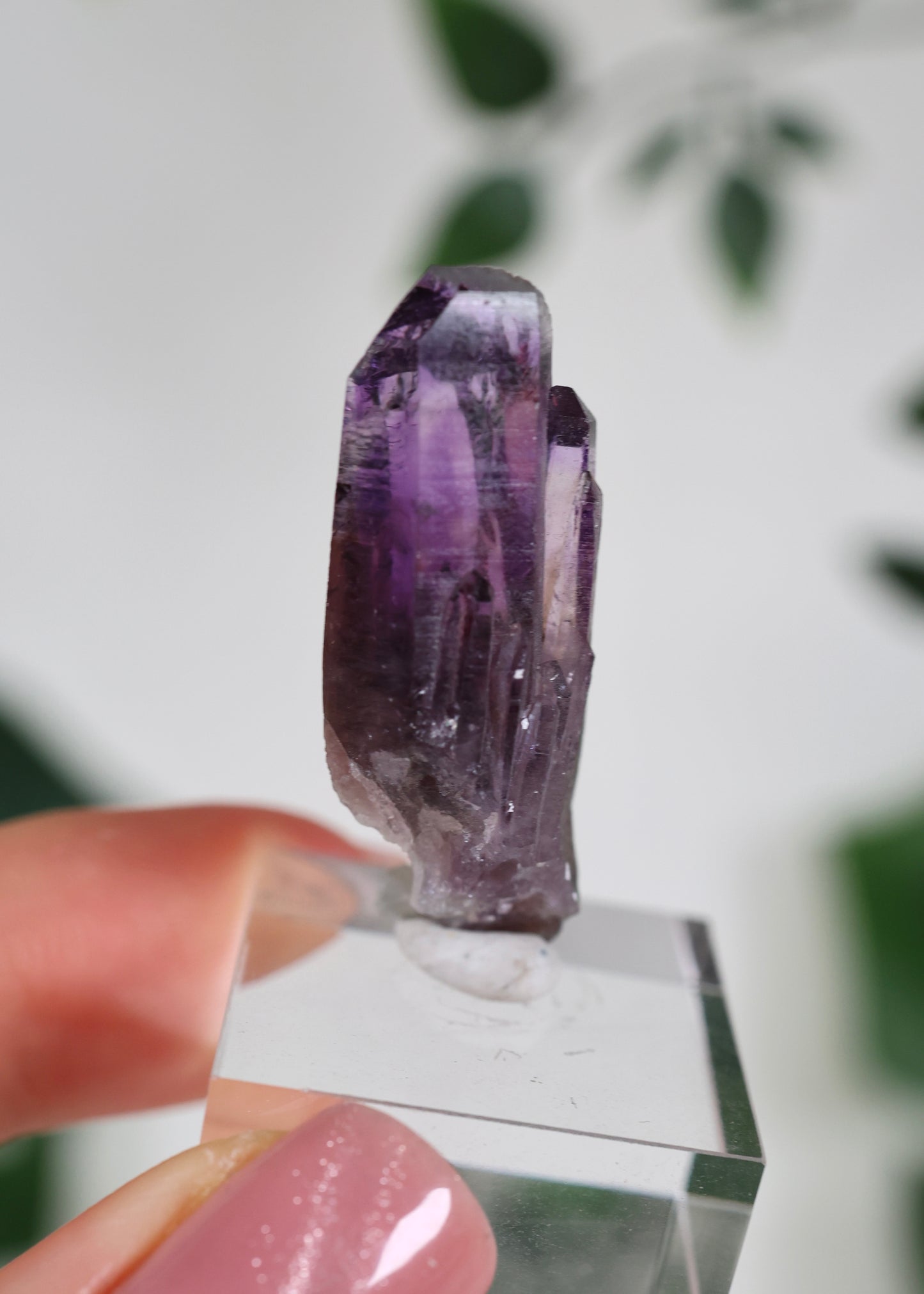 Guerrero Amethyst Oldstock S- Auswahl