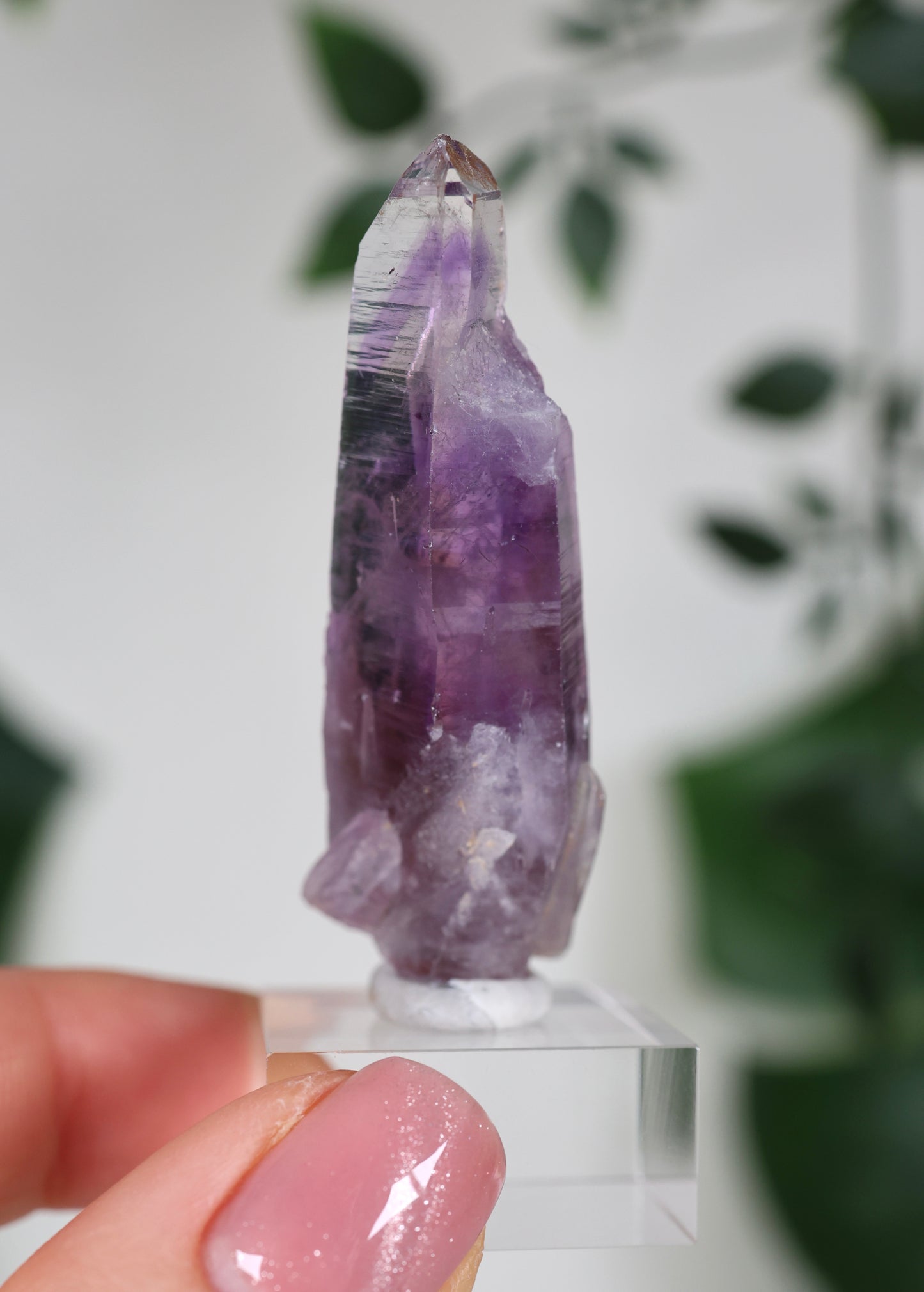Guerrero Amethyst Oldstock S- Auswahl