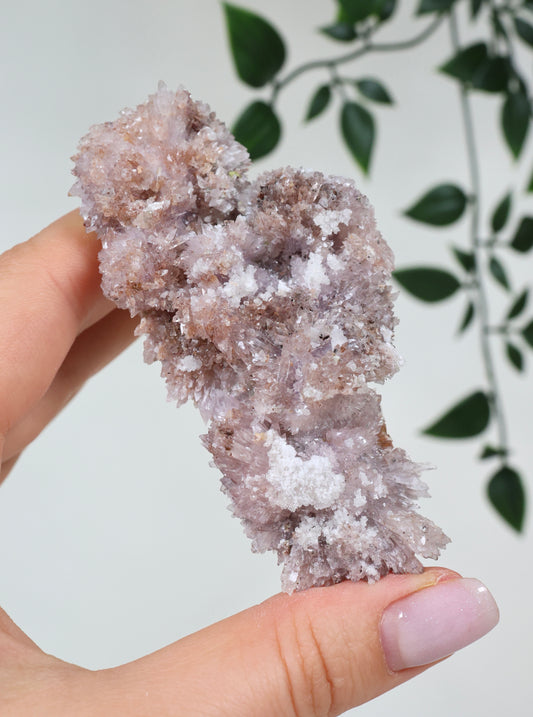 Lilaner Creedite Nr.109CL