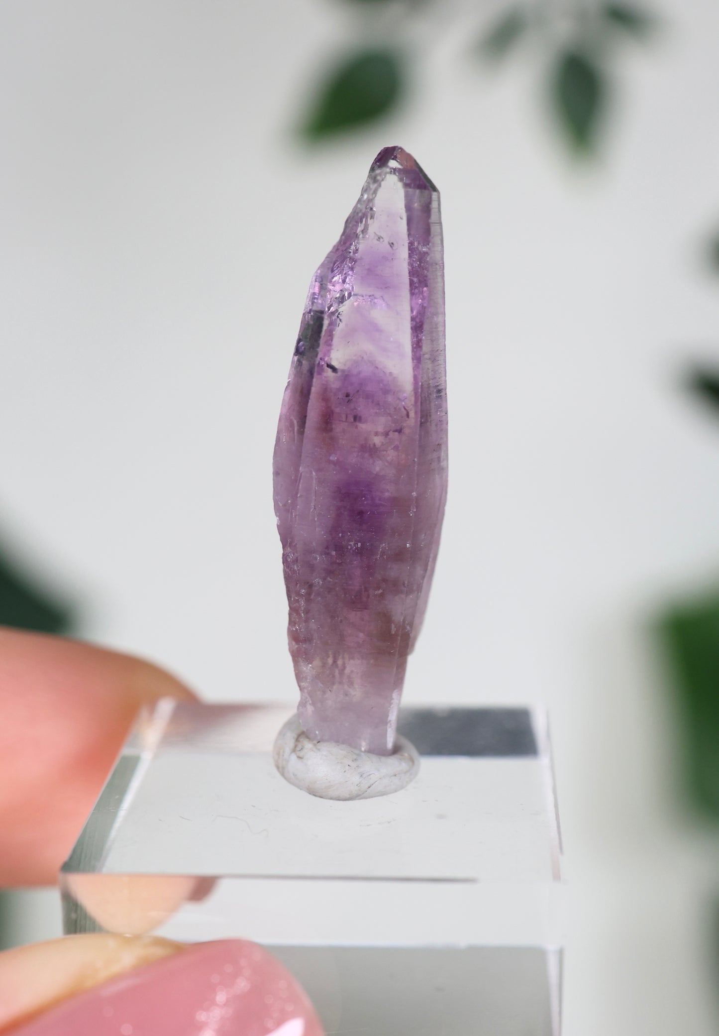 Guerrero Amethyst Oldstock XS - Auswahl