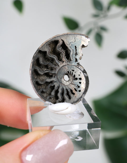 Pyritisierte Ammonite x Chalkopyrit Nr.56PA